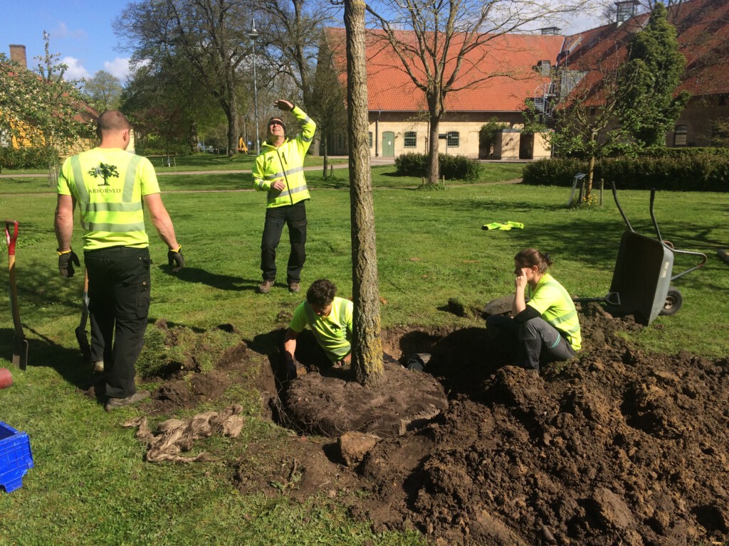 Plantering av Ginko