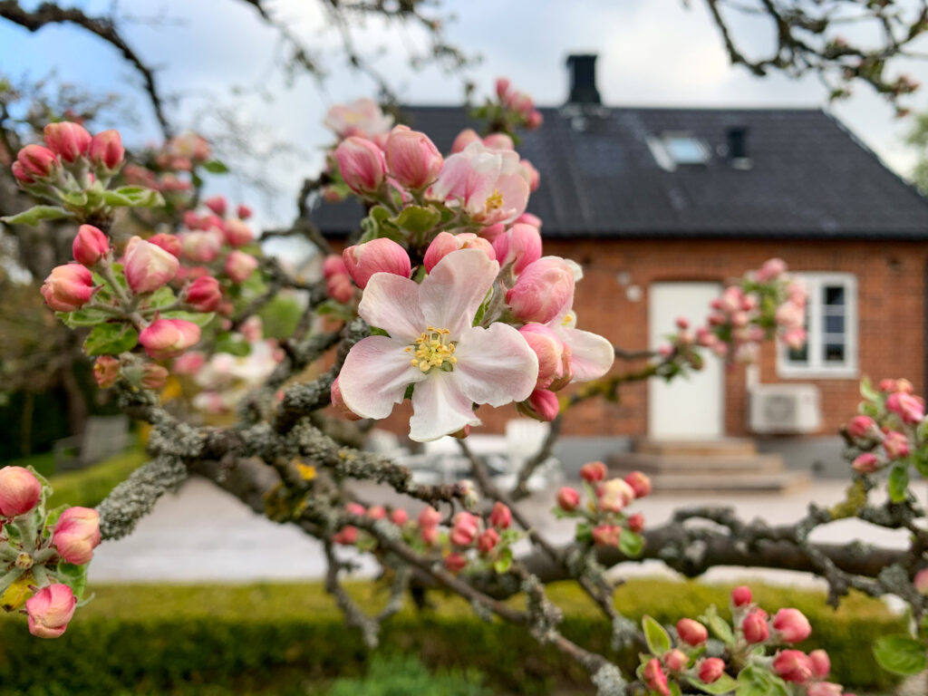 rosa äppleträdsblommor